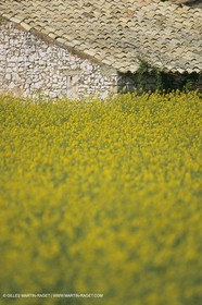 France, Provence, champs de Colza