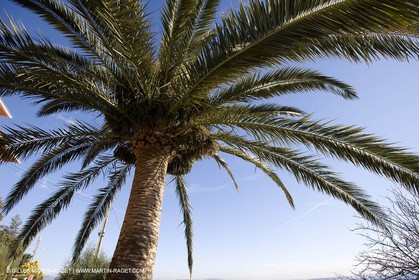 06 02 2008 - Théoule sur mer (FRA, 06) - Mimoses in full flower