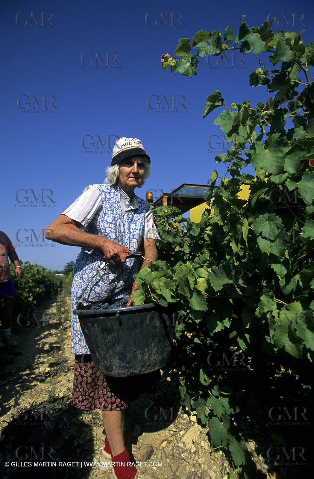 Harvest in Cairanne