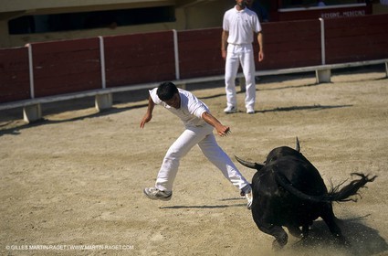 Gard, (FRA,30) - Camargue bull game
