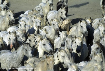 Camargue horses
