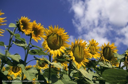Alpilles (FRA,13) - Champs de tournesols