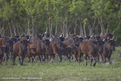 07 05 2008 - Le Cailar (FRA,30) - Tri à la manade du Mas du Pont de Laute