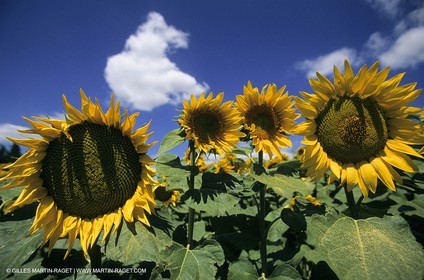 Alpilles (FRA,13) - Champs de tournesols