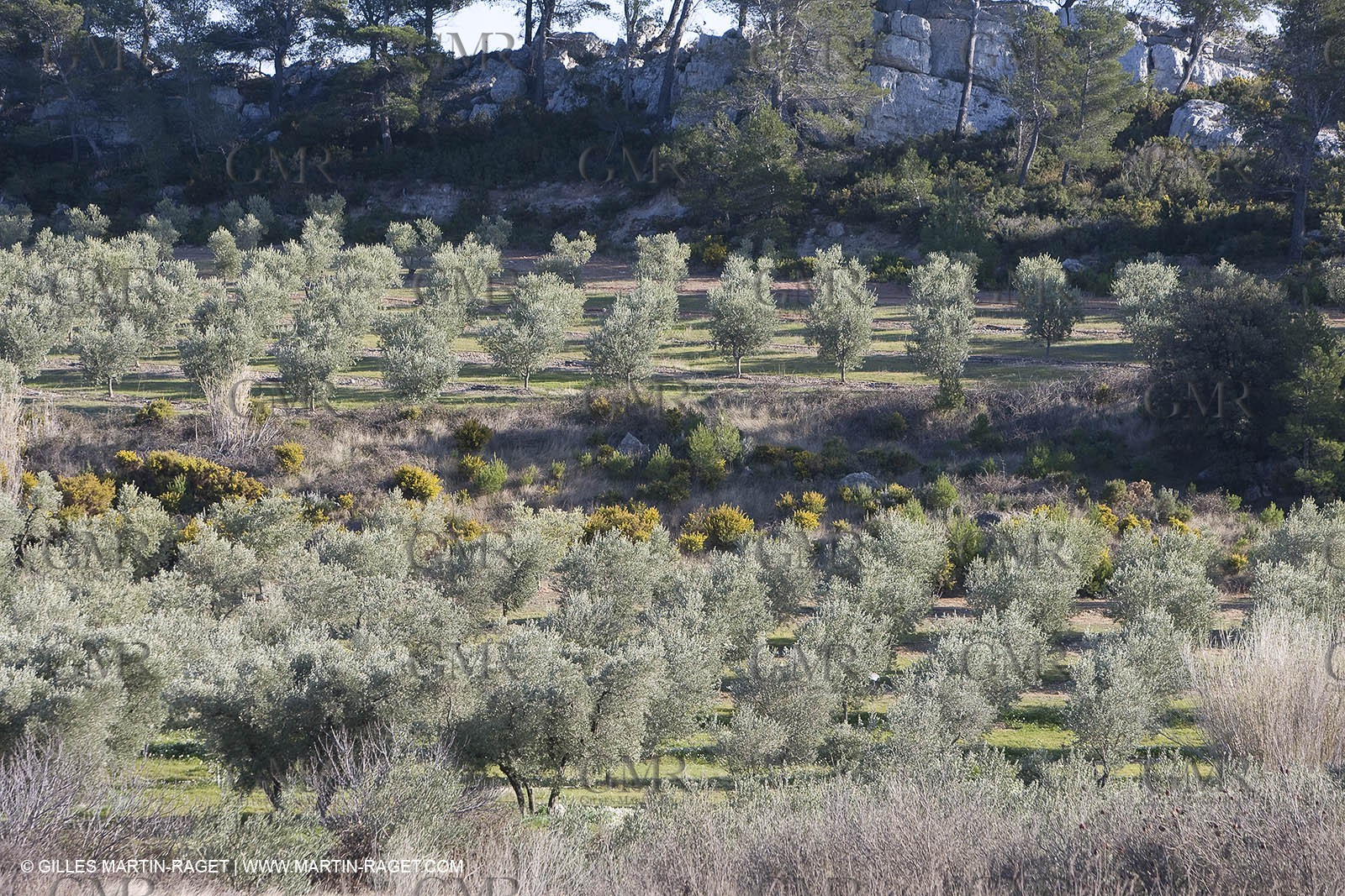 16 02 2008 - Les Baux de Provence (FRA, 13) - Alpilles hills landscapes