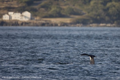 Animaux marins
