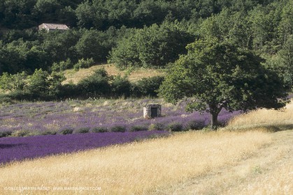 France, Provence, Lavender fields