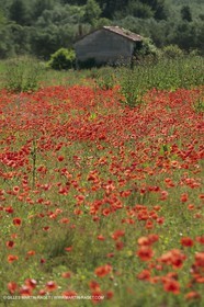 France, Provence, Champs de Coquelicots   Poppies fields