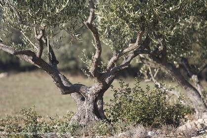 09 02 2008 - Les Baux de Provence (FRA, 13) - Paysages des Alpilles