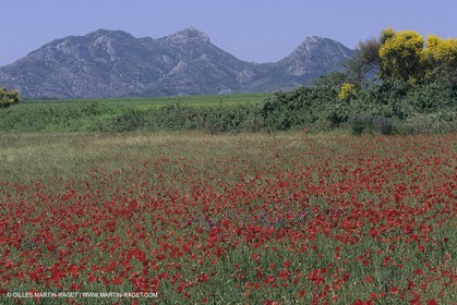 France, south, Alpilles landscapes