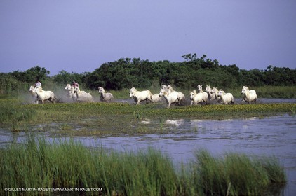 Camargue horses
