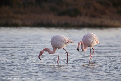 23 12 2006 - Saintes Maries de la Mer - Camargue horses
