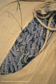 France, Provence, Lavender fields