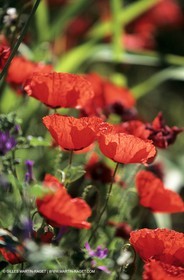 2000-2010- Les Alpilles (FRA,13) - Poppy fields