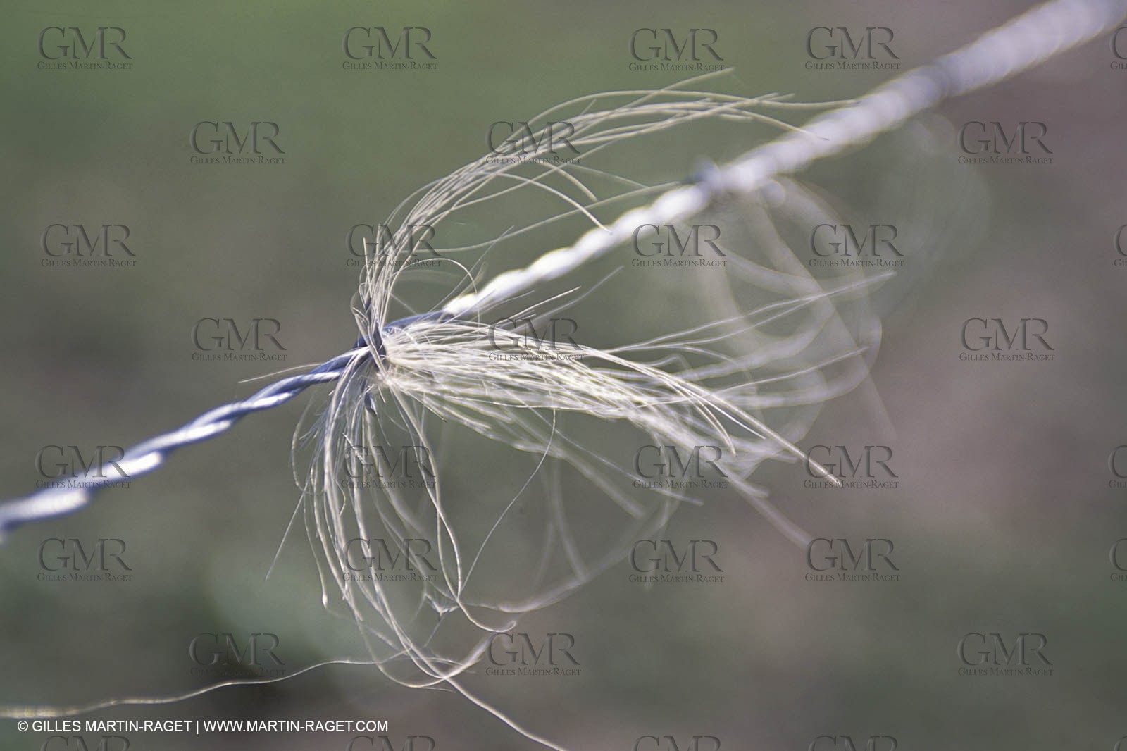 Arles - Camargue gardians (cow boys) at work