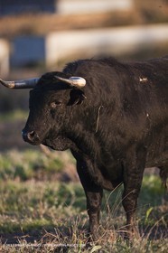 09 04 2011 - Arles (FRA,13) - Elevage de Taureaux de combat en Camargue