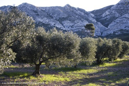 27 03 2008 - Les Baux de Provence (FRA-13) - Paysage des Alpilles