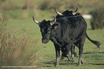 France, Provence, Camarggue, Taureaux de Camargue, bulls