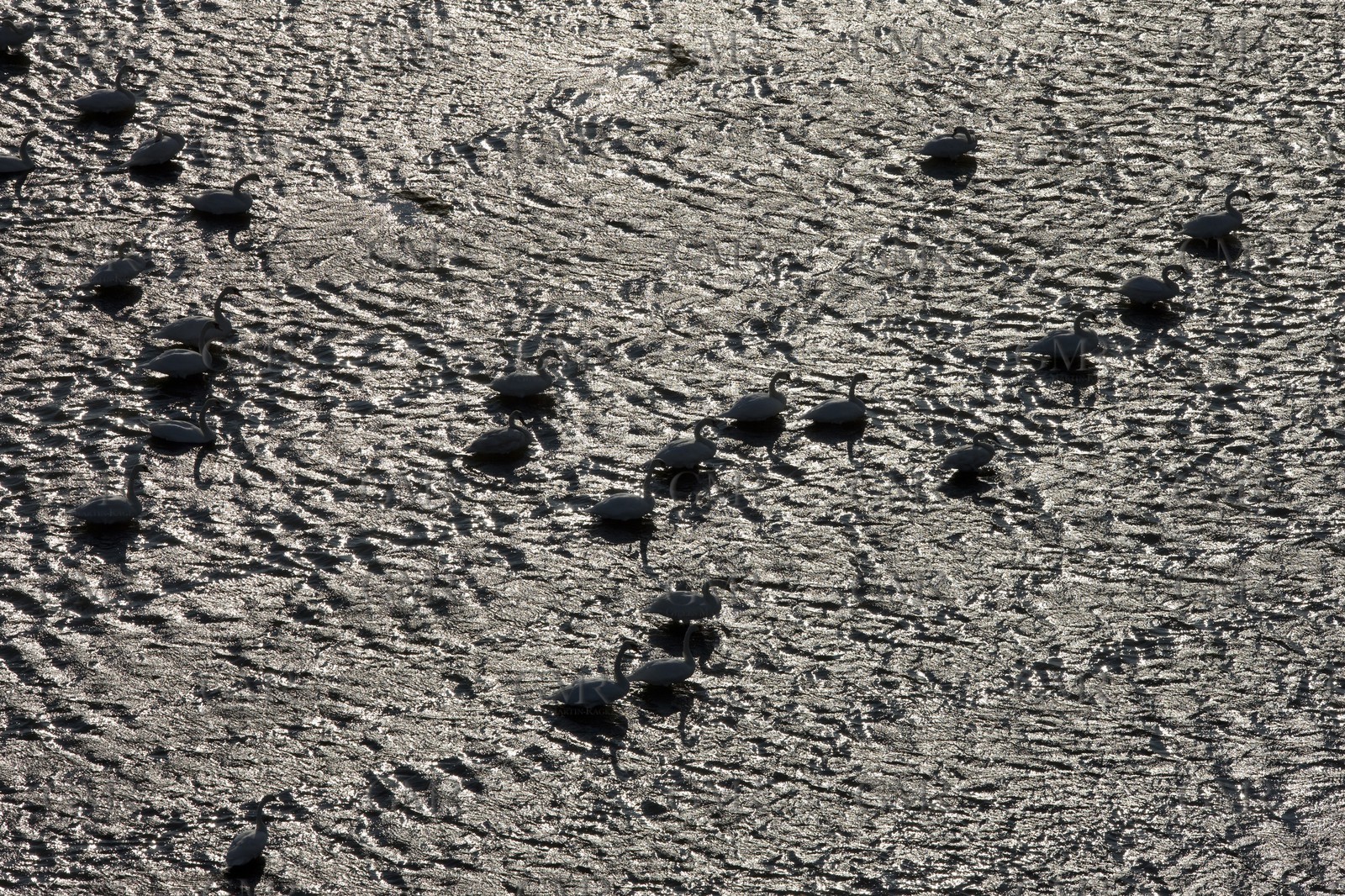 03 10 2008 - Fos   mer (FRA, 13) - L'Hydroptère - Speed record attempt