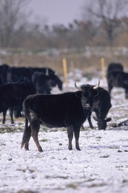 Provence under snow - Camargue