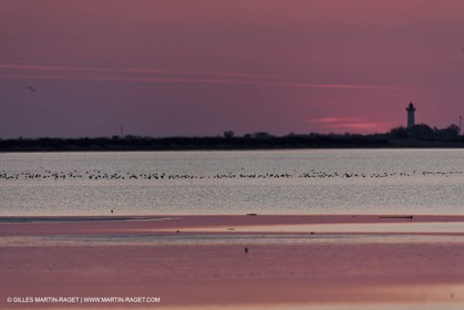 19 04 2011 - Arles (FRA,13) - Pink flamingos in La Gacholle Lighthouse vicinity