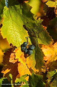 Provence, Harvest time