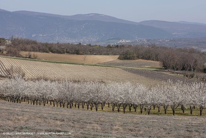 March 30th 2012 - Saint Saturnin les Apt (FRA, 84) - blooming cherry trees