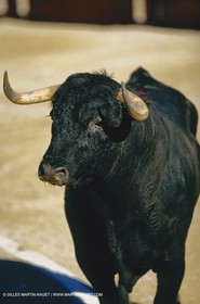 Bouches du Rhône, Camargue (FRA 13) - Taureaux de Camargue
