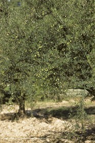 France, Provence, Oliviers, oliveraies, olive trees