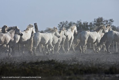18 04 2011 - Les Saintes Maries de la Mer - Camargue white horses
