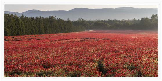 Produit : Tirage photo réalisé par nos soins sur imprimante jet d'encre professionnelle Epson à partir de 8 encres ultrachrome inaltérables (label Digigraphie).Formats au choix : .. 50 x 100 cm. 100 x 200 cmChoix des papiers :. Papier standard brillant 250 gr., filet noir, marge blanche, tirage non signé. Papier haut de gamme satiné 290 gr. filet noir, marge blanche, tirage vérifié et signé par l'auteur.. Tirages d'art (Digigraphies) signées, numérotées, tamponnées, enregistrées sur demande. Autres supports (canvas, acrylique, dibond) sur demandeConditionnement : tube cylindrique renforcé.Options pour l'expédition : . Colissimo + dépôt boîte aux lettres (France uniquement). Colissimo avec signature à réception. Transporteur express (2 jours ouvrés) avec signature à réceptionCliquez sur caddie pour sélectionner votre formule et démarrer la procédure de commande en ligne