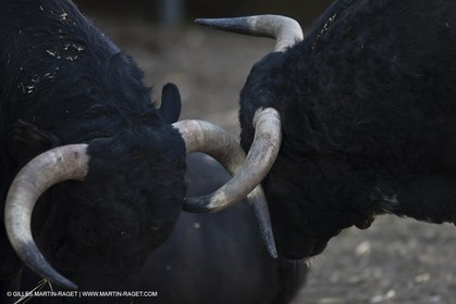 19 04 2011 - Arles (FRA,13) - Easter Feria toros