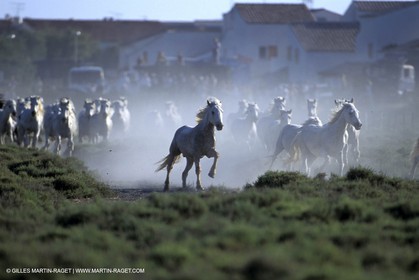 Camargue horses