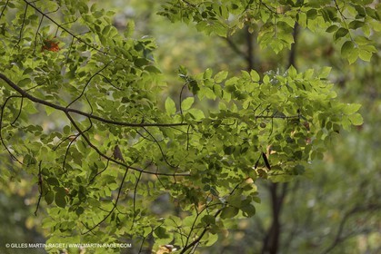 23 10 2012 - Gemenos (FRA) - Parc Départemental de la vallée de Saint Pons