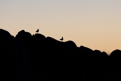 02 05 2012 - Bonifacio (FRA, Corsica) - Iles Lavezzi