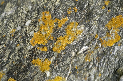 Granite rock detail - Belle Ile - Britanny