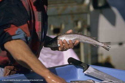 France, Provence, Pêche , Barques, pointus, pêche locale
