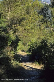 Sentier dans les collines d'Aubagne