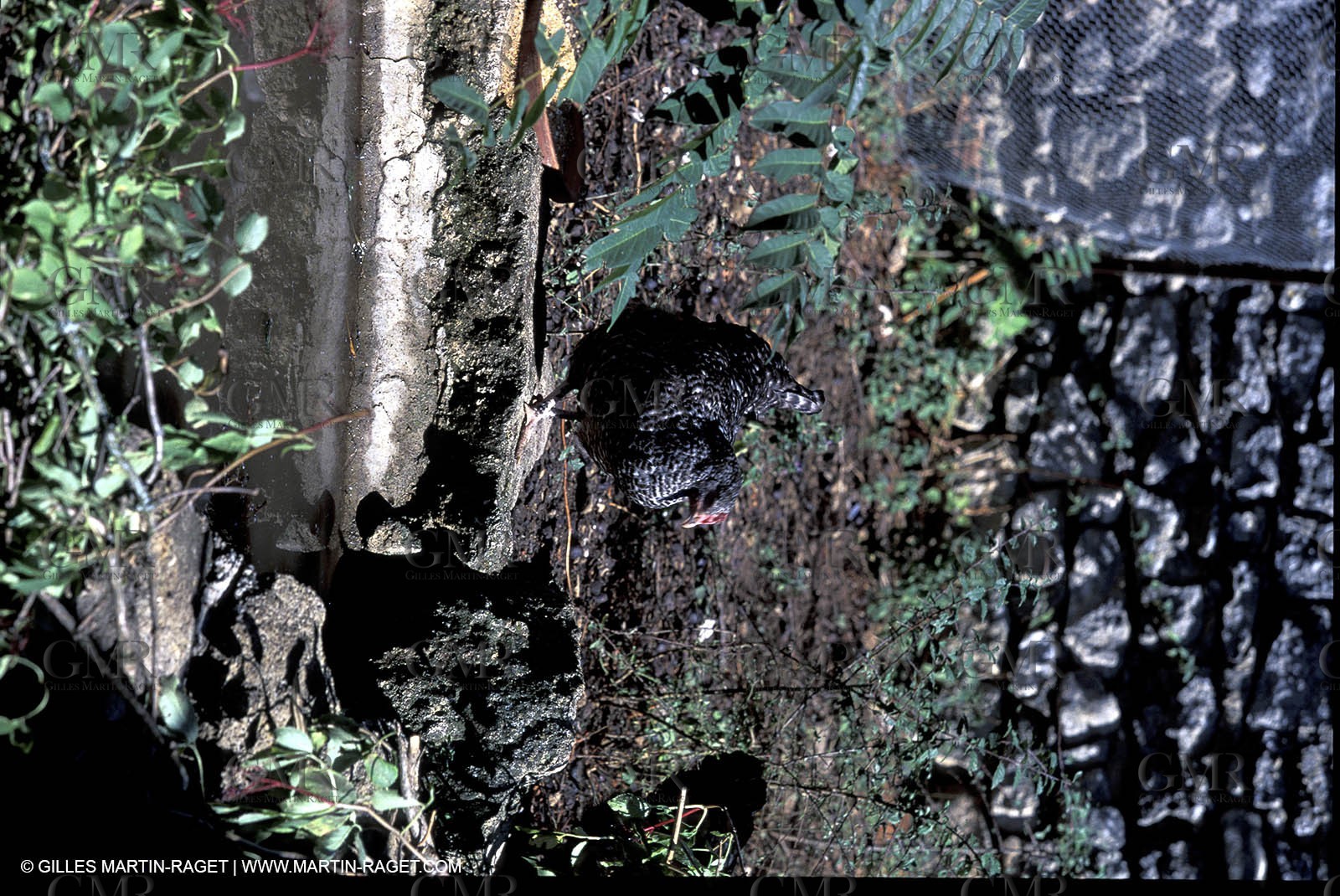 Luberon - Cant detail