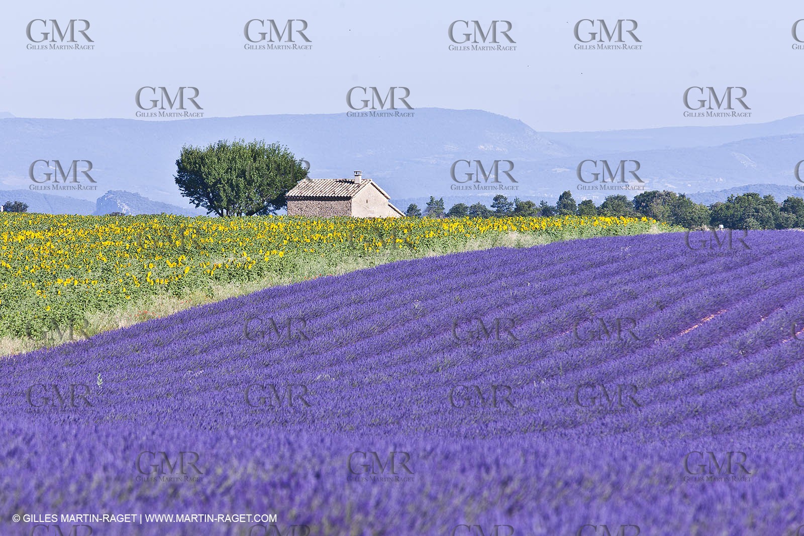 27 06 2011 - Valensole (FRA, 04) - Lavander fields