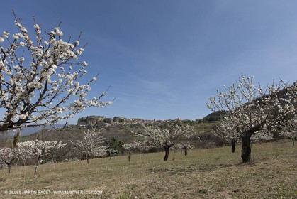 30 mars 2012 - Saignon (FRA, 84) - Cerisiers en fleurs
