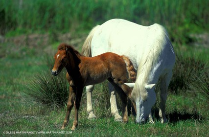 Camargue horses