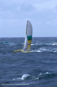 RhuMulti33.jpg