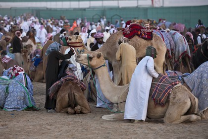 20 11 2010 - Dubai (UAE) - Camel races
