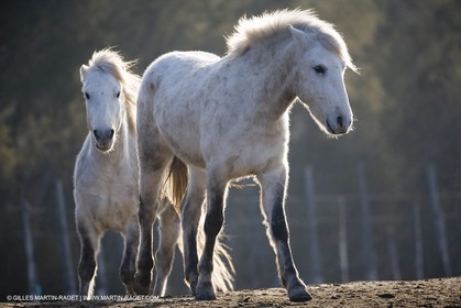 23 12 2006 - Saintes Maries de la Mer - Camargue horses