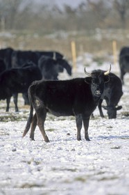 Camargue (FRA,13)