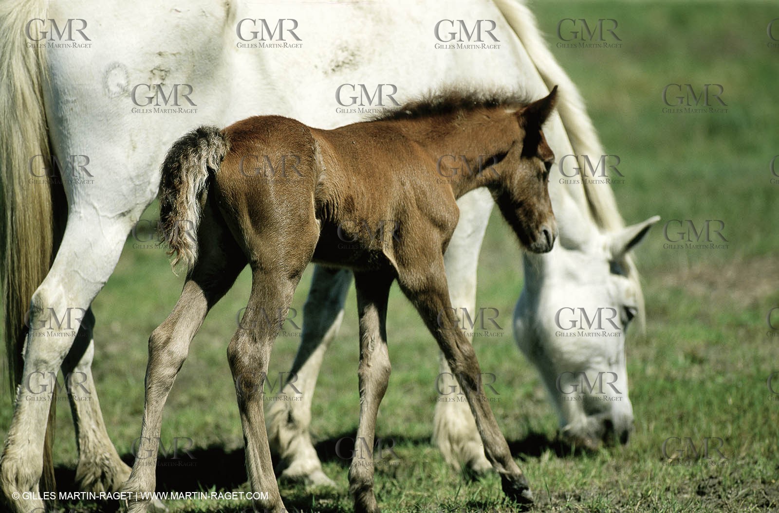 2000-2010- Arles - Les Saintes Maries de la mer (FRA,13) - Camargue horses