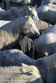 Chevaux de Camargue