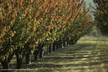 Luberon (FRA,84), Couleurs d'automne
