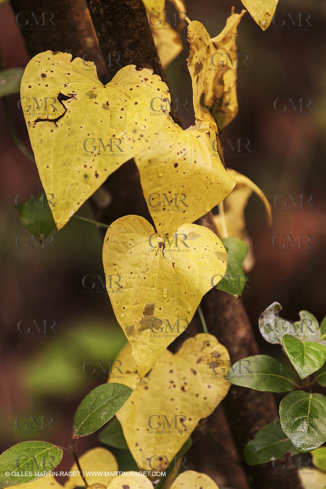 23 10 2012 - Gemenos (FRA) - Départemental Park of Saint Pons valley